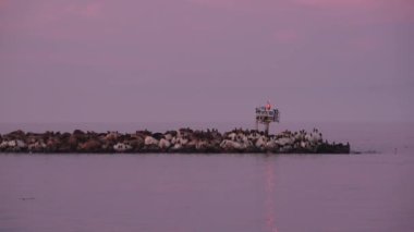 Dalgakıranda deniz aslanı ya da fok sürüsü günbatımından sonra uyuyor, Monterey vahşi yaşamı, Kaliforniya sahil faunası, ABD. Birçok vahşi deniz hayvanı, koloniler ya da sürüler dinleniyor. Çift tepeli karabatak kuşları sürüsü.