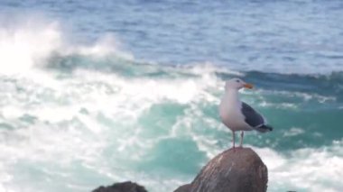 Kayalık okyanus plajı, kıyıya vuran büyük deniz dalgaları, Monterey 17 mil sürüş deniz manzarası, Kaliforniya kıyısı doğa gücü, ABD. Sahil kıyısı Pasifik Korusu. Martı kuşu. Su sıçrıyor.