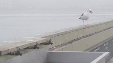 Martı yiyen balık, sisli su, Ocean Beach rıhtımı, sisli California sahili, ABD. Deniz martıları sisli havada rıhtım korkuluklarında. San Diego sahilinde sakin, sessiz bir atmosfer..