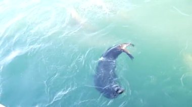 Vahşi şirin fok sürüleri ya da deniz aslanları okyanus suyunda yüzer, eğlenceli davranışlar. Özgürce suya dalan birçok deniz hayvanı, yukarıdan manzara, Monterey iskelesi, California sahil yaban hayatı, ABD