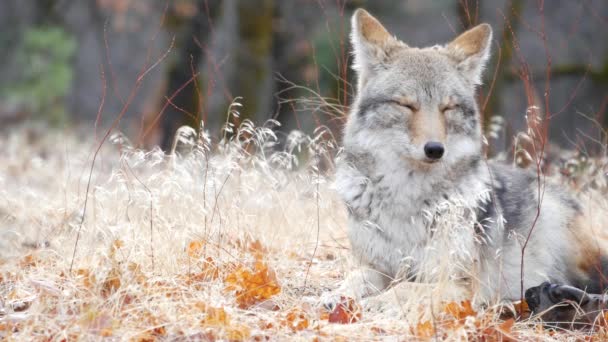 Dziki Futrzany Wilk Szary Kojot Lub Szary Wilk Jesienna Polana — Wideo stockowe