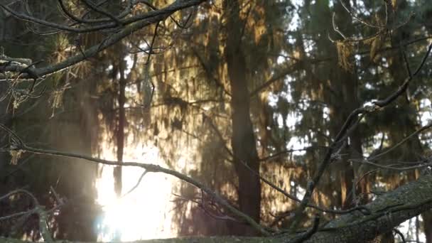 Kantkorstmos Opknoping Bomen Het Zonovergoten Bos Surrealistisch Hout Sprookjesbos Fantasiebos — Stockvideo