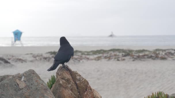 안개가 코로나도 해변의 캘리포니아 해안의 샌디에이고의 날씨는 구름으로 덮였습니다 바다의 — 비디오