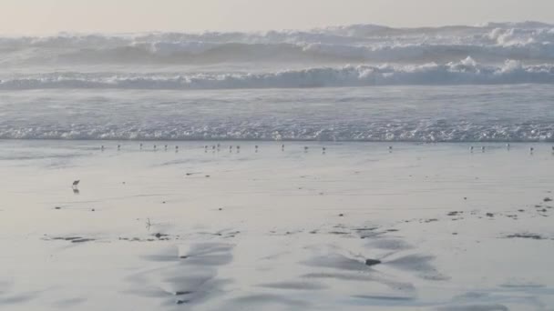 海の波 多くの迅速なサンパイパー鳥 海岸の鳥の群れを覆う小さな砂のパイパー モントレービーチの野生動物 カリフォルニア海岸の日没 海の水の潮 沿岸の砂 小さな速い赤ちゃん鳥の実行 — ストック動画