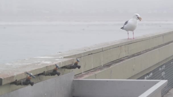 Måken Fugl Spiser Fisk Vann Tåke Ocean Beach Brygge Tåkete – stockvideo