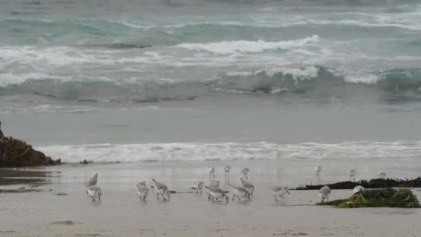 Ocean Waves Many Sandpiper Birds Rocky Beach Small Sand Piper — Stockvideo
