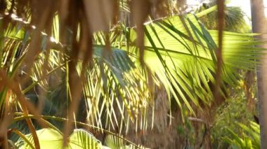 Güneşli ormanlardaki tropikal ağaçların sulu yemyeşil yaprakları ya da Amazon yağmur ormanları, botanik cennetleri. Bitki yaprakları. Güneş ışığı, güneş ışığı veya güneş ışığı altında arka planda kalmış palmiye yaprağı.