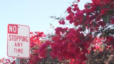 California City Caddesi, ABD 'de yol kenarında zaman tabelasında durmak yok. Bougainvillea bitkisinin kırmızı çiçekleri, kırmızı çiçek ya da çiçek, mavi gökyüzü. Amerika 'da trafik işaretleri yok. Yolculuk
