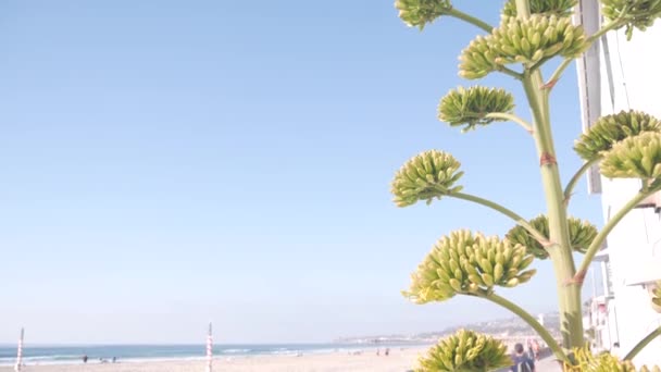 黄色的浪花盛开 人们走过美国加利福尼亚海岸的海滨 美洲芦荟的花 多汁的世纪植物和蓝色的夏季天空 圣地亚哥任务区海滩海滨走道 — 图库视频影像