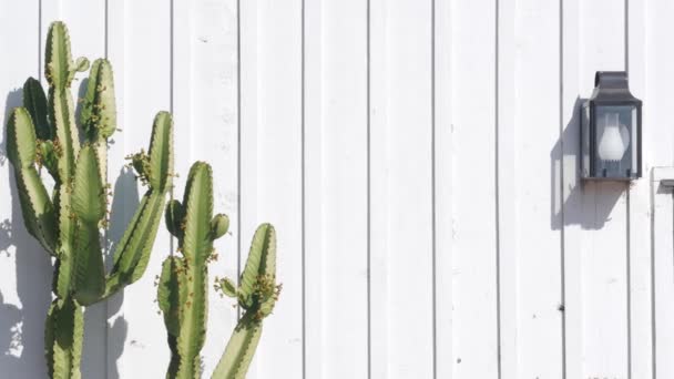 Planta Cactus Suculento Verde Pared Madera Blanca Con Linterna Retro — Vídeos de Stock
