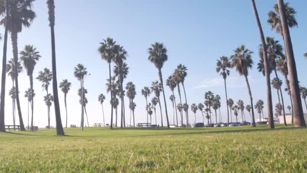 美国加利福尼亚海岸太平洋海岸海滨公园的棕榈树 绿草草坪 夏季洛杉矶美学 圣迭戈的传教海滩 海滩上的暑假 — 图库视频影像