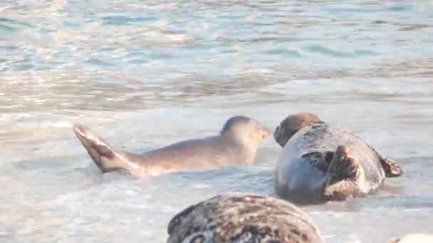 Άγριες Φώκιες Θαλάσσια Λιοντάρια Του Ειρηνικού Λιμανιού Ξεκουράζονται Αμμώδης Παραλία — Αρχείο Βίντεο