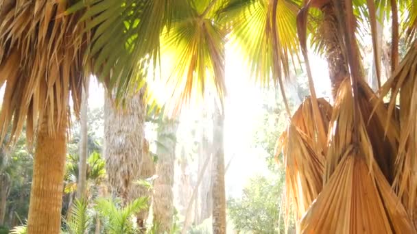 Succosa Lussureggiante Fogliame Alberi Tropicali Nella Foresta Soleggiata Giungla Foresta — Video Stock