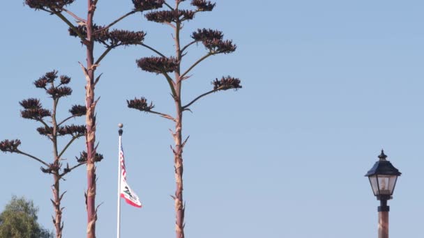Succulent Kwiat Agawy Paniki Vintage Latarnia Amerykańska Flaga Maszcie Flagowym — Wideo stockowe