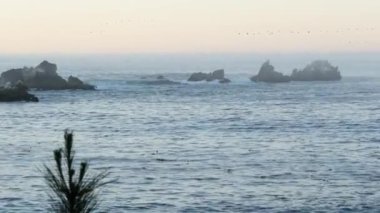 Uçurumdaki kahverengi pelikan sürüsü, okyanustaki kayalık adası, Point Lobos manzarası, Monterey vahşi hayatı, Kaliforniya sahili, ABD. Bir grup göçmen kuş uçuyor. Gün batımında birçok pelecanus, vahşi hayvan kolonisi