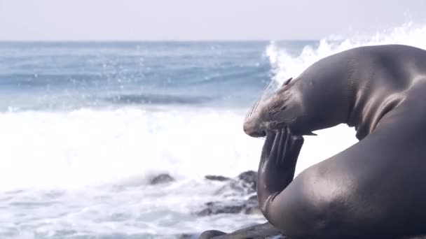 Retrato Salvaje Focas Lindas Adorable León Marino Descansando Playa Rocosa — Vídeos de Stock