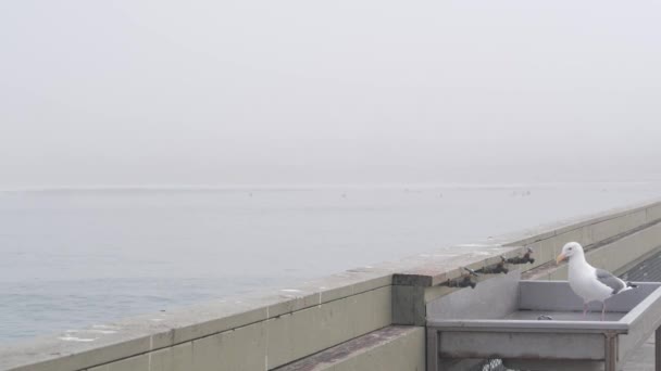 Pássaro Gaivota Comendo Peixe Água Névoa Cais Ocean Beach Nevoeiro — Vídeo de Stock
