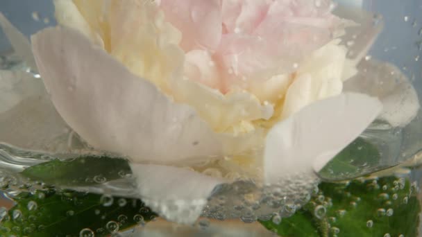 Pion Blomma Våren Blomma Ljusrosa Blommor Paeony Knopp Närbild Vårens — Stockvideo