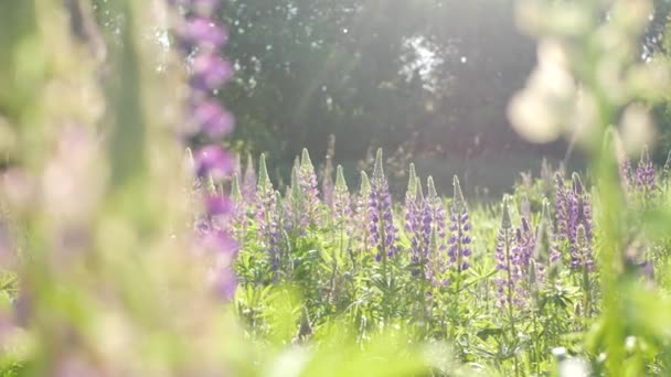 草原の花のバイオレットルパン野生の花 芝生や畑に紫色の脈状の花を咲かせます 春に総状花序を伸ばし花を咲かせます 春または夏の森のグレード ブルーボンネット花序 — ストック動画