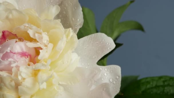 Waterdruppels Pioenbloemen Lentebloei Bloesem Van Pony Vochtige Plantenflora Het Voorjaar — Stockvideo