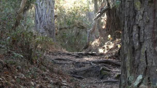 Weg Wald Oder Wald Wurzeln Auf Dem Fußweg Morgensonne Eichhörnchen — Stockvideo