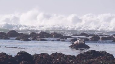 Pasifik Limanı benekli fok balığı, kayaların üzerinde dinlenen sevimli deniz aslanı. Dalgalar sarp kayalıklara çarpıyor, Monterey vahşi yaşamı, California okyanus kıyısı faunası, ABD. 17 millik vahşi doğa. Su sıçrıyor.