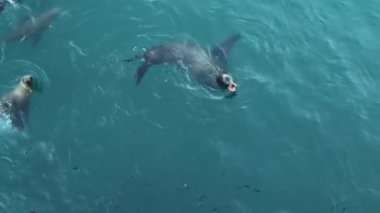 Vahşi şirin fok sürüleri ya da deniz aslanları okyanus suyunda yüzer, eğlenceli davranışlar. Özgürce suya dalan birçok deniz hayvanı, yukarıdan manzara, Monterey iskelesi, California sahil yaban hayatı, ABD
