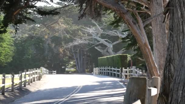 Milowa Droga Widokowa Półwysep Monterey Kalifornia Usa Droga Przez Las — Wideo stockowe