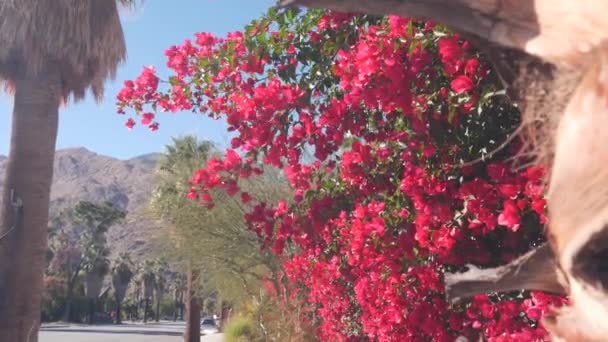 Palmeras Flores Rojas Buganvillas Florecen Florecen Montañas Colinas Soleadas Palm — Vídeos de Stock