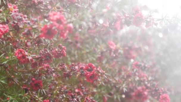 Čajovník Nebo Myrtle Kaštanové Květy Leptospermum Nebo Manuka Tmavý Karmínový — Stock video