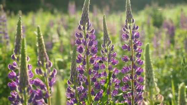 ミツバチは牧草地に紫色のルパンの野花を受粉させます バンブルビー ミツバチやアピスは フィールドやグレードに紫色のラピンの花で飛んでいます 昆虫やライラックルピナスの花や花を咲かせます — ストック動画