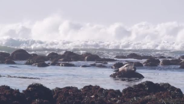 Тихоокеанская Гавань Пятнистая Тюлень Милое Морское Животное Отдыхающее Скале Waves — стоковое видео