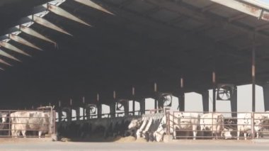 Mandıra çiftliğinde sıra sıra inekler, ticari çiftlik hayvanları endüstrisi, süt ve et üretimi. Hayvanlar ahırda, ahırda, ahırda ya da ahırda besleniyor. Kaliforniya tarım, ABD tarım.