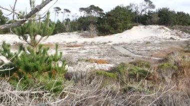 Tahta kaldırım yolu, Monterey 'de sahil kum tepeleri, Kaliforniya' da 17 millik sürüş alanı. Yaya yolu, yabanda yürümek için kaldırım ya da yaya yolu. Turizm, yürüyüş ve eko-turizm.