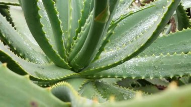 Aloe vera rosette, çiy ya da yağmur suyu damlaları, taze sulu ıslak bitki, nemli yapraklar, yağmur damlaları ya da damlacıklar. California sulu bitki örtüsü, bahar sabahı. Nemlendirici organik kozmetik ferahlatıcı bileşen.