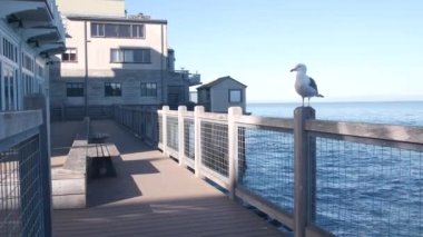 Liman kenarı tahta kaldırımı, Monterey California USA. Yığınlar, sütunlar ya da sütunlar, okyanus suyu ve körfez akvaryumu, Cannery Row Caddesi 'ndeki sahil güvertesi. Waterside tatil köyü. Tırabzanda martı kuşu