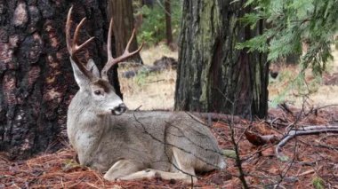 Çam ağacının altında boynuzları olan vahşi geyik, Yosemite vadisi ormanında hayvan, Kaliforniya vahşi yaşam faunası, ABD. Vahşi doğada geyik ya da geyik, park ya da orman. Cervus 'un özgürlük ya da doğal yaşam alanı.