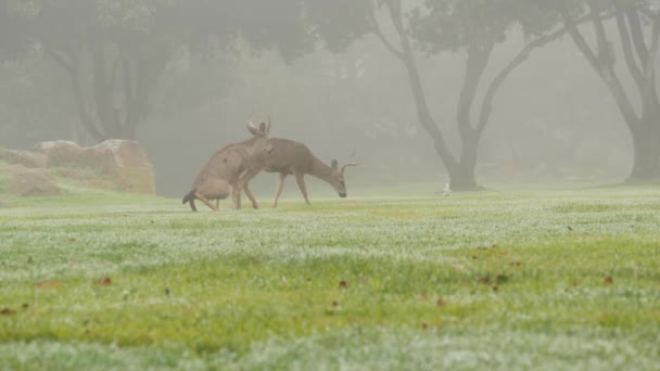 Wild Deer Defecating Peeing While Grazing Green Lawn Foggy Forest — Stock Video
