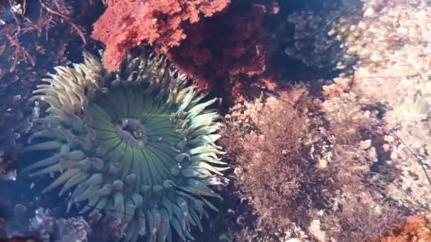 Deniz Şakayığı Dokunaçları Gelgit Havuzu Suyu Deniz Şakayıkları Ağız Makrosu — Stok video