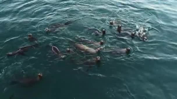 Selos Bonitos Selvagens Colônia Leões Marinhos Rebanho Nadando Água Oceano — Vídeo de Stock