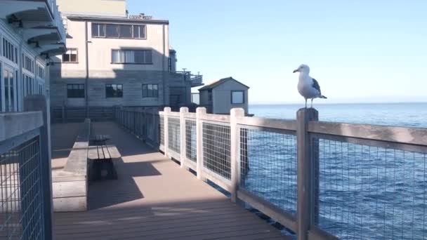 프론트 Monterey California Usa 프론트 바닷물 수족관 캐너리 거리에 사이드 — 비디오