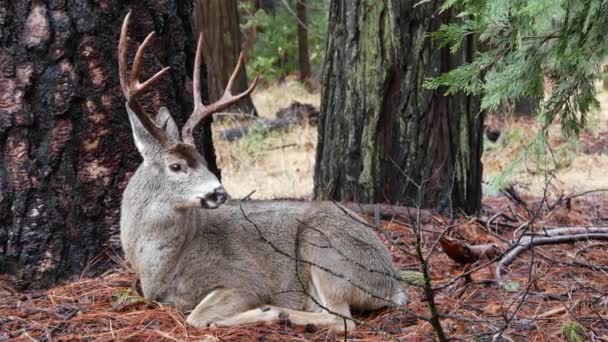 Wild Hert Met Grote Geweien Horens Onder Dennenbomen Dier Yosemite — Stockvideo