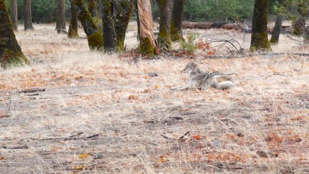 Serigala Berbulu Liar Coyote Abu Abu Atau Serigala Abu Abu — Stok Video