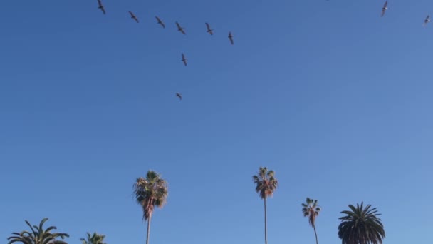 Bandada Pelícano Marrón Salvaje Volando Cielo Azul Palmeras Por Playa — Vídeos de Stock
