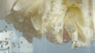 Şakayık çiçekleri bahar çiçekleri, açık pembe çiçek çiçekleri, paeony tomurcukları yakın çekim. İlkbahar botanik geçmişi. Taze hassas yapraklar, kabarcıklı su, bahar bitkisi. Pastel peeonia infloresans