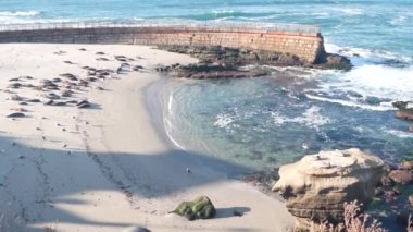 Vahşi benekli fok sürüsü, Pasifik limanı deniz aslanları dinleniyor, kumlu okyanus plajı, La Jolla vahşi yaşam, California sahili, ABD. Hayvanlar sürüsü, özgürlük kolonisi, deniz kenarındaki doğal yaşam alanı. Çocuk havuzu