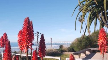 Kırmızı aloe çiçeği, sulu bitki tomurcukları, Pasifik Okyanusu sahillerinde ya da kıyılarda palmiye ağaçları, Kaliforniya kıyıları, La Jolla rıhtımı, ABD. Arka planda Flora ve deniz manzarası. Yeşil bitki, gökyüzü ve deniz suyu.