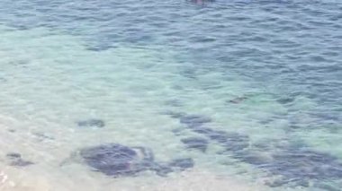 Fok balığı dalışı veya deniz aslanı yüzüşü, kristal mavisi şeffaf okyanus, La Jolla Koyu, Kaliforniya, ABD. Sualtında habitattaki eğlenceli deniz hayvanı, turkuaz berrak dalgalar, dalgalı su yüzeyi..