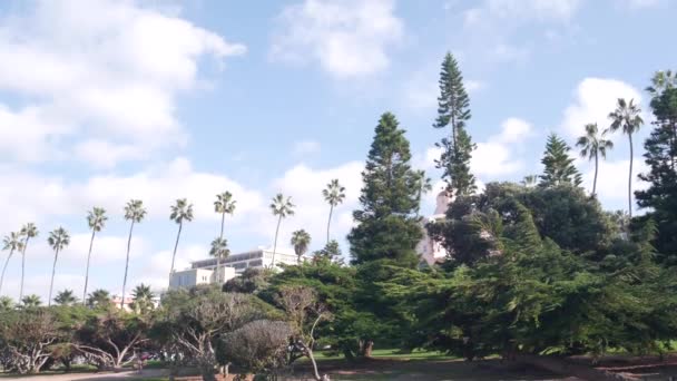 Řada Palem Městském Parku Rocky Point Jolla San Diego Kalifornské — Stock video