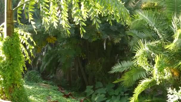 Сочная Пышная Листва Тропических Деревьев Солнечных Джунглях Леса Экзотических Тропических — стоковое видео
